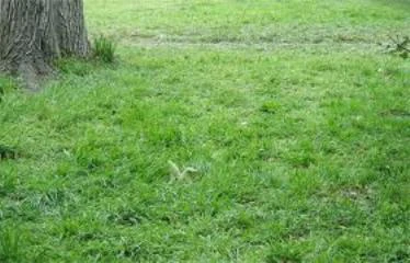 معرفی چمن ایرانی مقاوم به کم آبی 