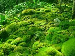 روشن کردن رادیو با استفاده از گیاه خزه