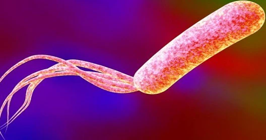 شناسایی پتانسیل ژنتیکی تولید سوخت‌ها از باکتری نمک